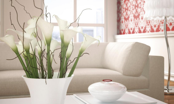 5 цветов, которым не место в вашем доме: откажитесь от них или горько пожалеете