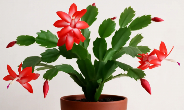 Добавьте 10 г в воду — и декабрист будет цвести 3 месяца подряд: лучшая подкормка